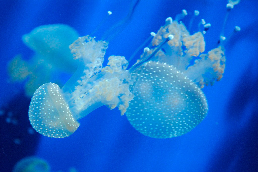 Picadura de medusa, como evitarla y tratarla